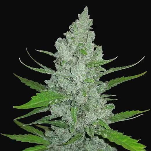 Sour Diesel Auto - All Products - Root Catalog
