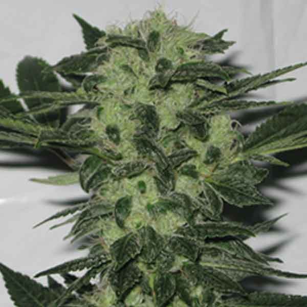 Original Sour Diesel - 6 seeds - All Products - Root Catalog