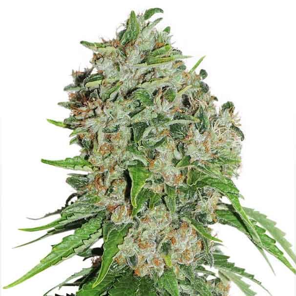 Outlaw - 5 seeds fem (Dutch Passion) - All Products - Root Catalog