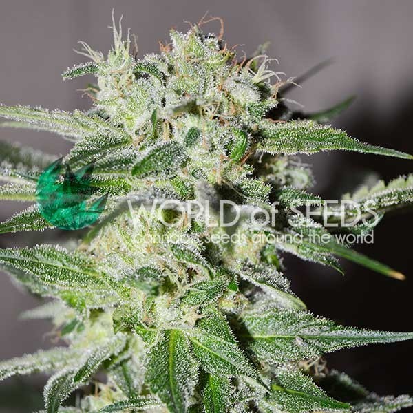 PAKISTAN VALLEY EARLY HARVEST - EARLY HARVEST - WORLDOFSEEDS