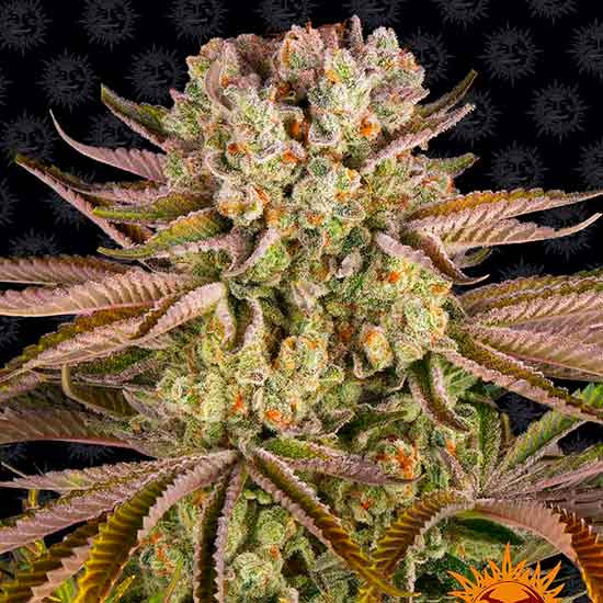 PINEAPPLE EXPRESS - All Products - Root Catalog