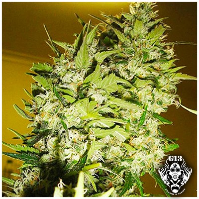 PINEAPPLE EXPRESS - 5 seeds - Feminized - G13 Labs