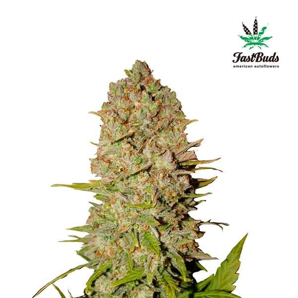 PINEAPPLE EXPRESS - All Products - Root Catalog