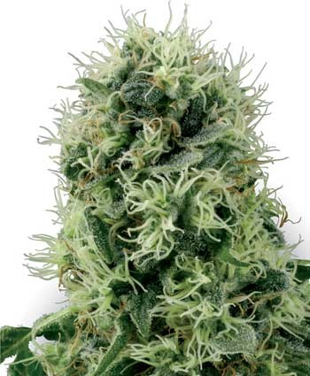 PURE POWER PLANT - 10 UND FEM  (SENSI WHITE L.) - All Products - Root Catalog