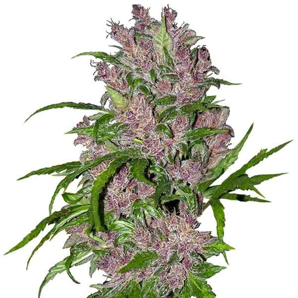 Purple Bud Automatic (White Label) - All Products - Root Catalog