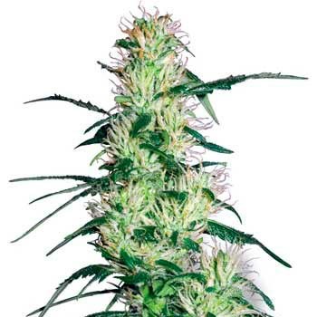 PURPLE HAZE FEM (WHITE LABEL) - All Products - Root Catalog