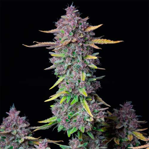 Purple Punch Auto - All Products - Root Catalog