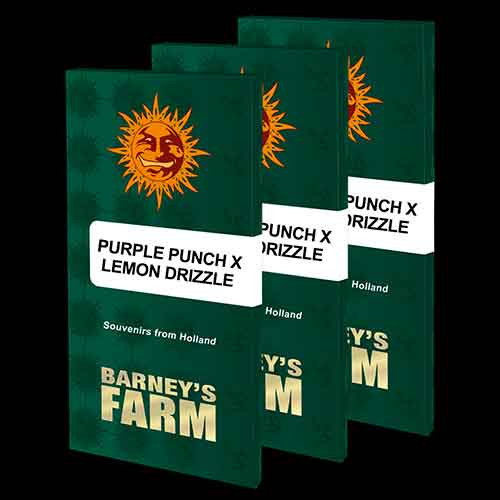 PURPLE PUNCH X LEMON DRIZZLE - Feminized - BARNEY'S FARM