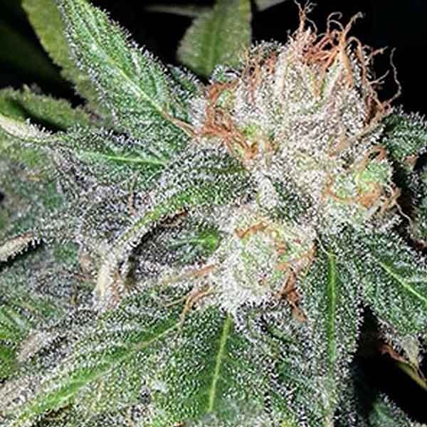 Purple Crack - 6 seeds - All Products - Root Catalog