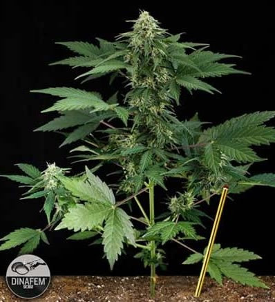 Roadrunner automatic 1 seed - PICK & MIX SEEDS