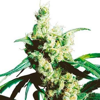 SILVER HAZE #9 (SENSI SEEDS) - All Products - Root Catalog