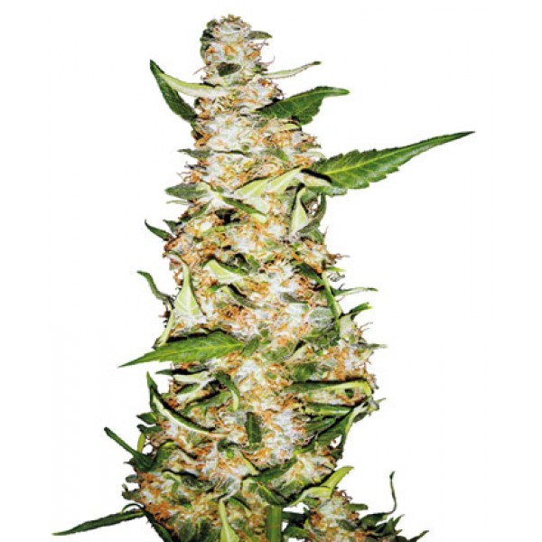 SKUNK #1 AUTOMATIC (SENSI SEEDS) - All Products - Root Catalog