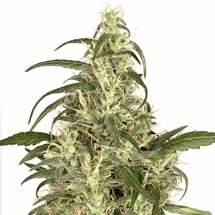 Skunk #11 - 5 seeds (Dutch Passion) - All Products - Root Catalog