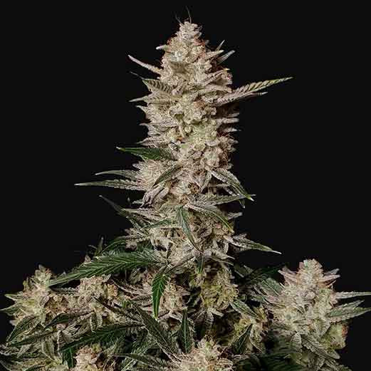 Strawberry Gorilla Auto - All Products - Root Catalog
