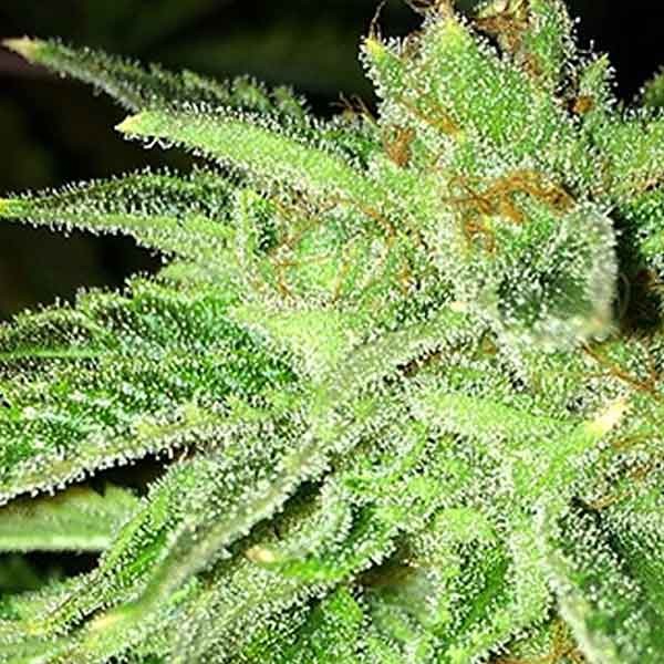 Strawberry OG - 6 SEEDS - All Products - Root Catalog