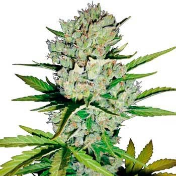 SUPER SKUNK AUTOMATIC (WHITE LABEL) - All Products - Root Catalog