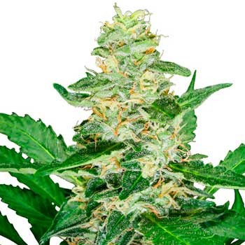 Super Skunk Automatic (Sensi Seeds) - All Products - Root Catalog