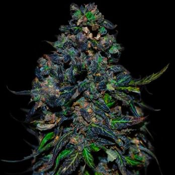 TAISON AUTO 3 Seeds (VIP SEEDS) - Outlet