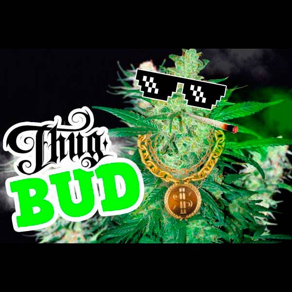 THUG BUD SELECTION - All Products - Root Catalog