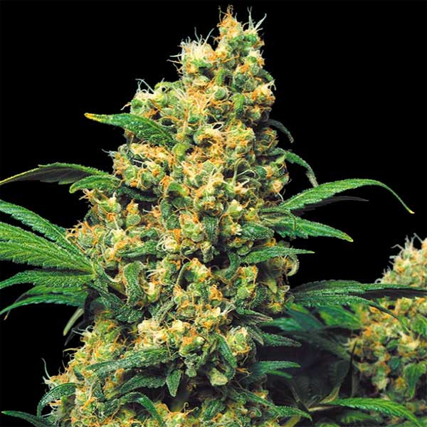 Warlock Regular - 11 Seeds - All Products - Root Catalog