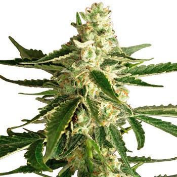 WHITE DIESEL HAZE AUTOMATIC (WHITE LABEL) - All Products - Root Catalog