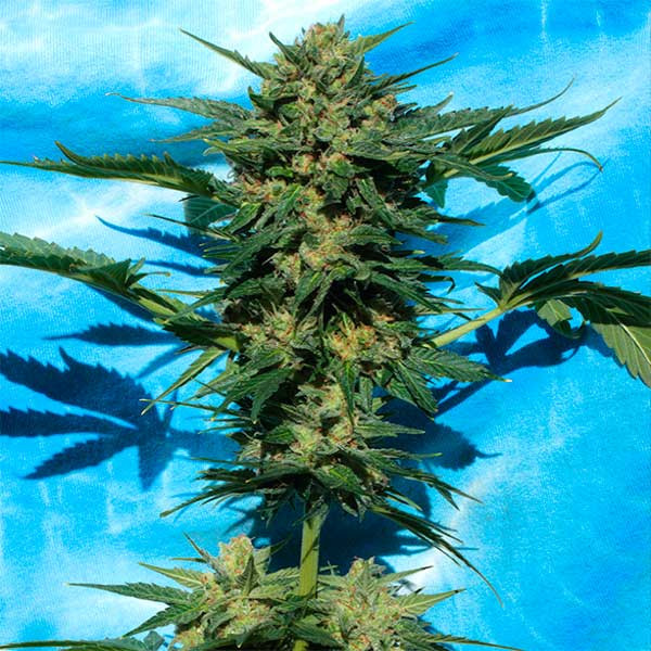 White Russian Auto - 6 Seeds - All Products - Root Catalog