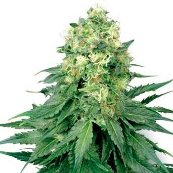 WHITE WIDOW REGULAR (WHITE LABEL) - All Products - Root Catalog
