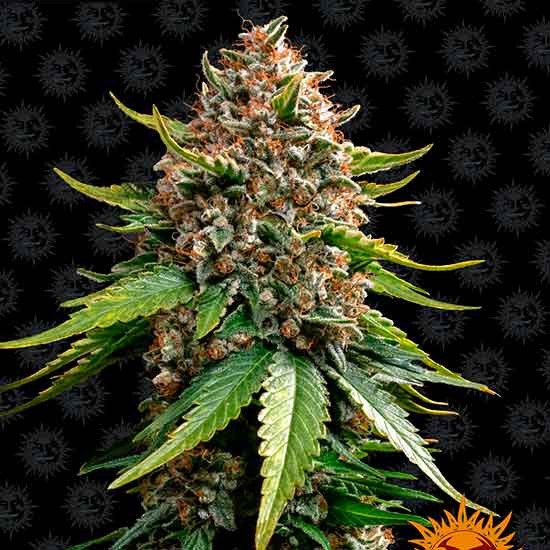 WHITE WIDOW XXL AUTO - All Products - Root Catalog