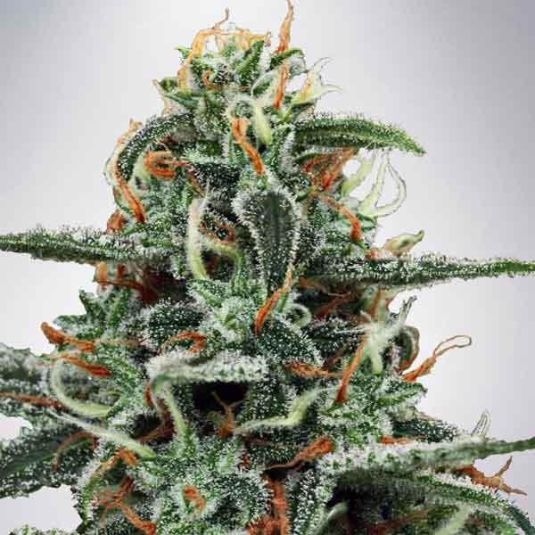 White Widow - All Products - Root Catalog