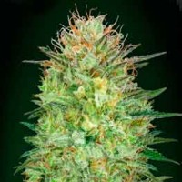 Purchase Auto Sweet Critical - 5 seeds