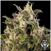 Purchase AUTO PINEAPPLE EXPRESS - 5 seeds