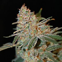 Purchase  The Nordle (Afghanskunk)  -  15 Seeds