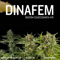 Purchase Dinafem collector #8 6 seeds