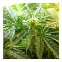 Purchase NORTHERN LIGHTS AUTO 5 SEEDS