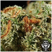 Purchase NORTHERN LIGHT X SKUNK - 5 seeds