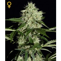 Purchase Northern Lights Auto