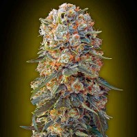 Purchase Sweet Critical - 5 seeds