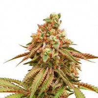 Tropical Tangie - Buy Cannabis Seeds from World of Seeds