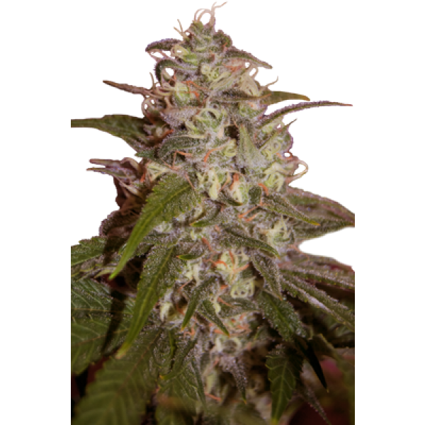 ORANGE LIGHT - 5 UNDS. (SEED MAKERS) - Root Catalog - Todos los Productos