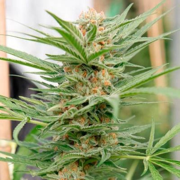 25 Undeniable Main Reasons For Affection Cheese Seeds Outdoor Harvest