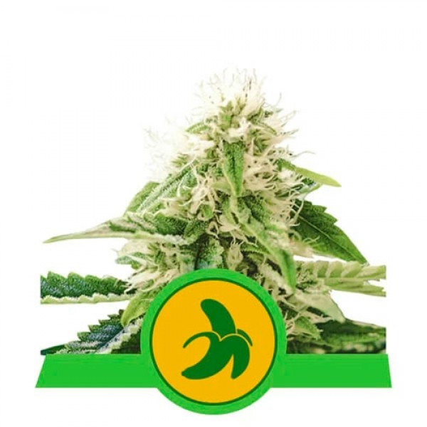 Fat Banana Automatic - ROYAL-QUEEN SEEDS