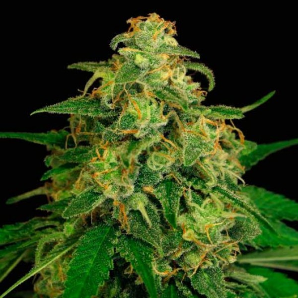 MANGO CREAM REGULAR Exotic Seed WORLD OF SEEDS