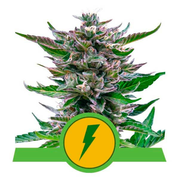 North Thunderfuck Auto - ROYAL-QUEEN SEEDS