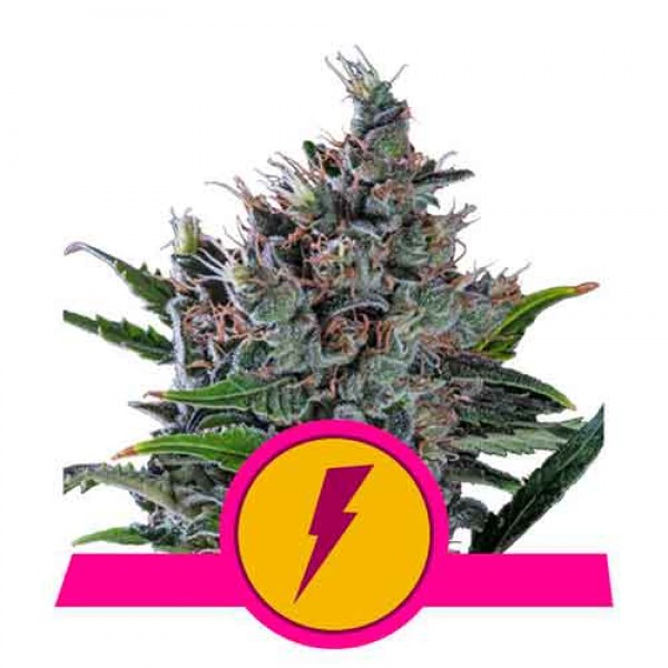 North Thunderfuck - ROYAL-QUEEN SEEDS