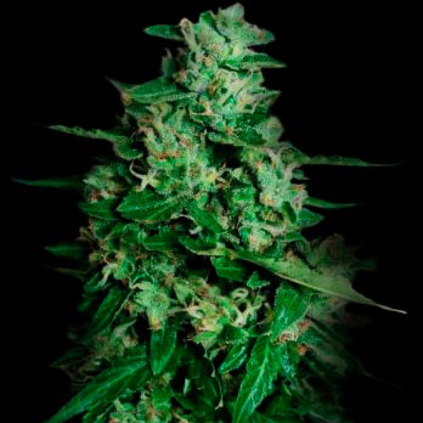 NORTHERN DELIGHTS AUTO 3 Seeds (VIP SEEDS) - Outlet
