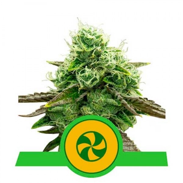 Sweet ZZ Automatic - ROYAL-QUEEN SEEDS