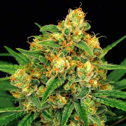 TANGERINE KUSH REGULAR Exotic Seed WORLD OF SEEDS