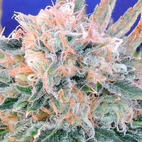 AUTO BLUEBERRY GHOST OG - Todos los Productos - Root Catalog