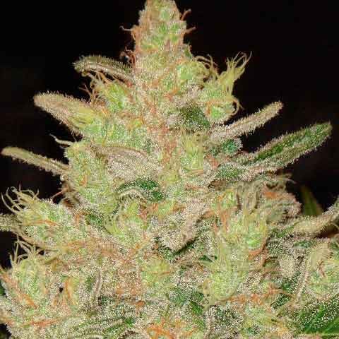 BLUEBERRY GHOST OG - Todos los Productos - Root Catalog