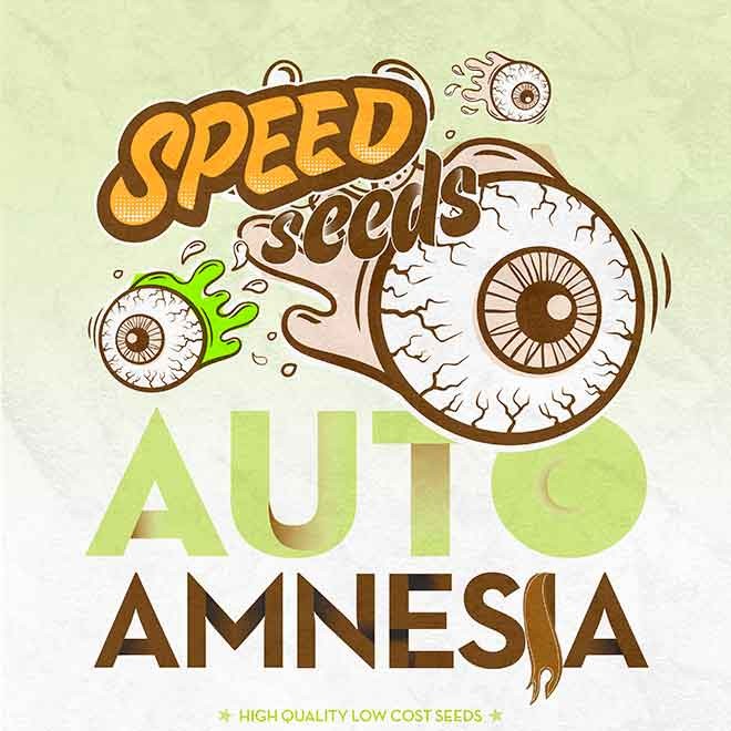 AMNESIA AUTO (SPEED SEEDS) - SPEED SEEDS